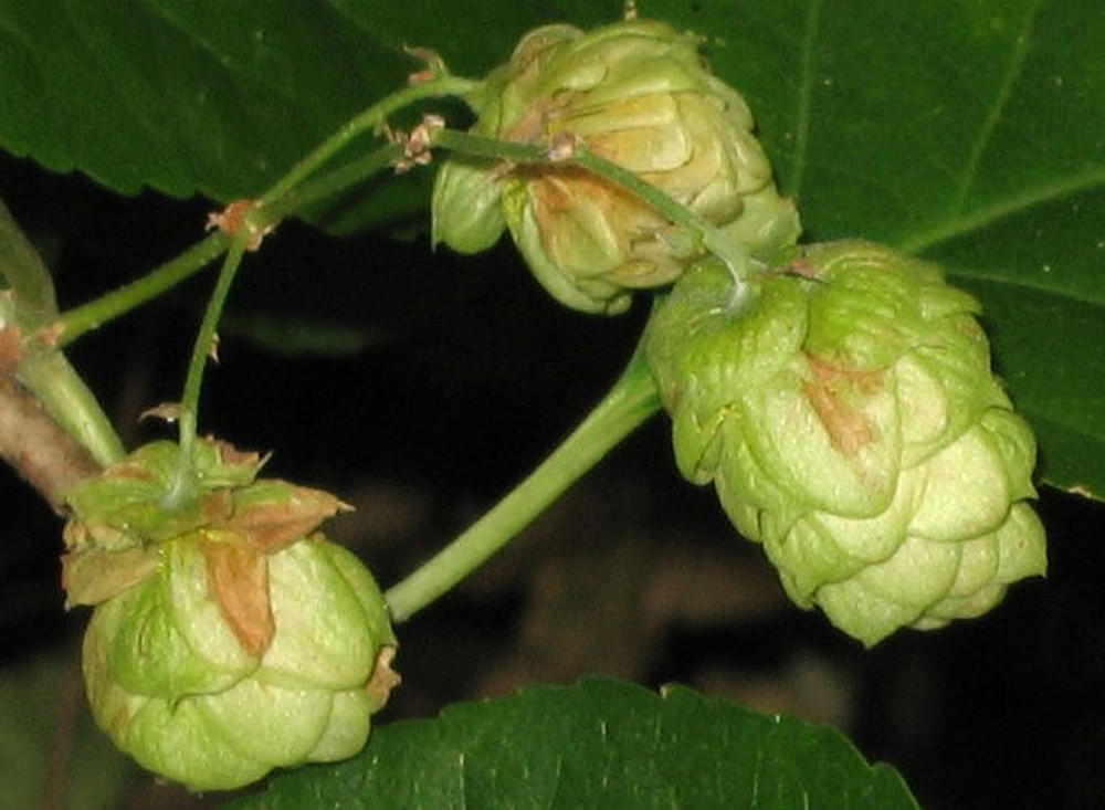 common hop